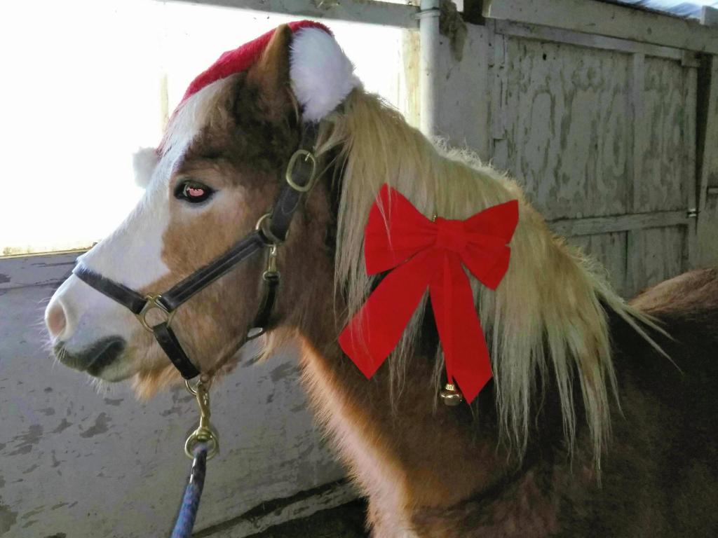 Cracker Jack is ready for Christmas love. (Courtesy of Eliska Kubinova)